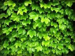 leaves green grape nature leaf