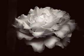 rose black and white flower