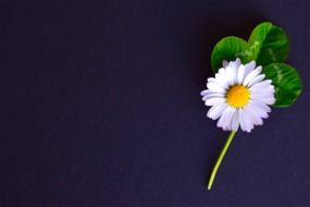 background geese flower