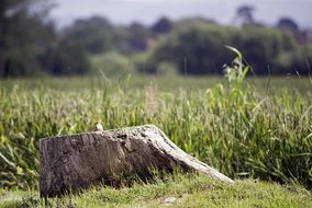 tree stump wood old