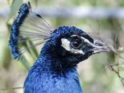 peacock bird blue nature colorful