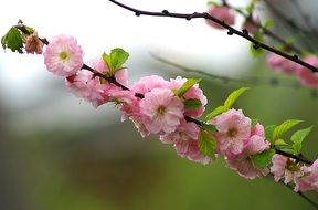 branch with almond flowers