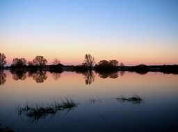 evening tree silhouette background