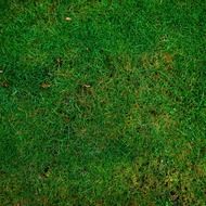 meadow grass structure texture