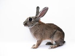 rabbit bunny cute isolated white