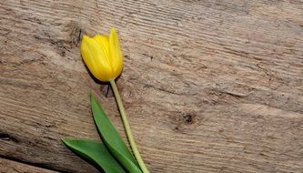 yellow tulip on wooden floor