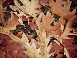 maple leaves autumn