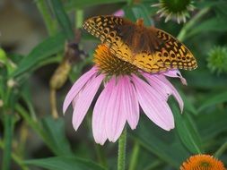 butterfly flower nectar spring