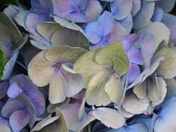 bloom hydrangea flower blossom