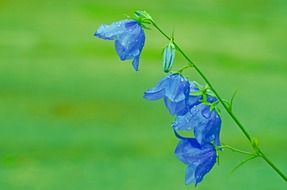delicate blue flowers in water drops