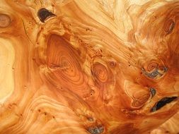 wood grain structure annual rings