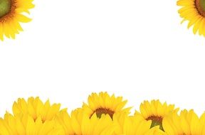 Frame of sunflowers