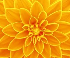 flower bright yellow background