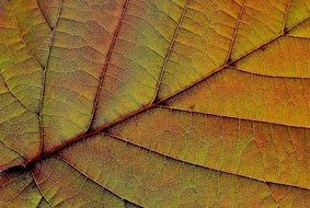 leaf plant nature red background