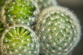 macro picture of cactus plant