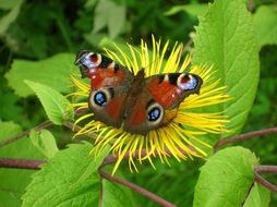 butterfly flower insect pattern