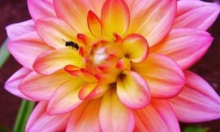 flower insect dahlia nature summer