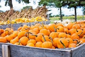 Orange pumpkins in wooden crate