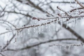 ice icicle branch frozen snow