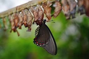 butterfly animal wing colorful