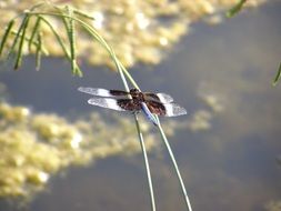 dragonfly bug insect nature fly