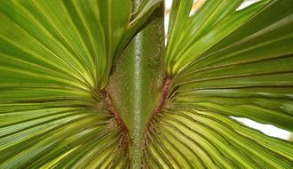 macro green leaves