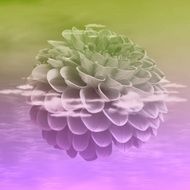 background with transparent dahlia flower