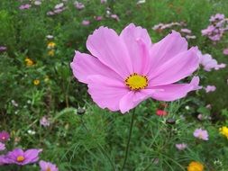 flower nature spring floral plant