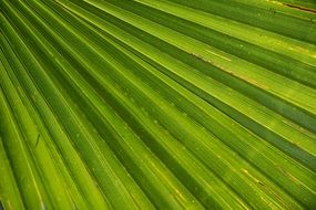 closeup picture of the green palm leaf