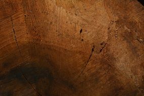 wood structure fibres