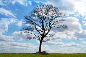 tree blue sky branch branches