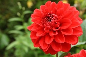 flower dahlia wallpaper red macro