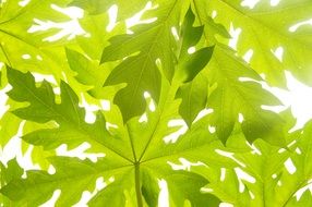 papaya leaves green pattern