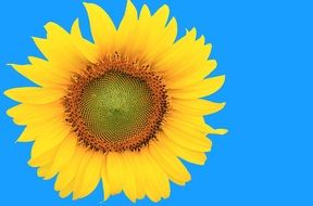 sunflower on the blue background