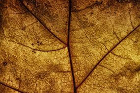 leaf veins structure pattern