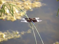 dragonfly on a stalk on a background of a pond