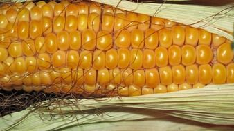 corn grain on the cob autumn