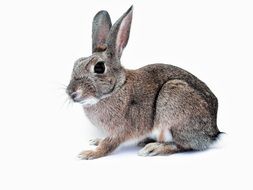 rabbit bunny pet cute isolated