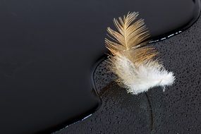 feather on a wet black surface as background