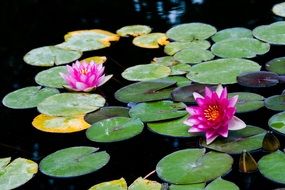 pink water lily buds