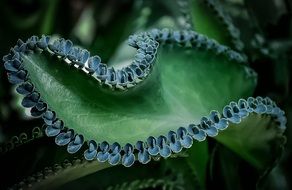 plant leaf green nature natural