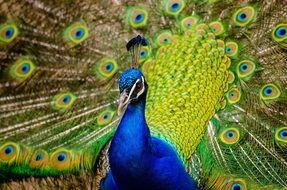 peacock with indigo plumage