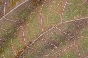 leaf plants with colored streaks