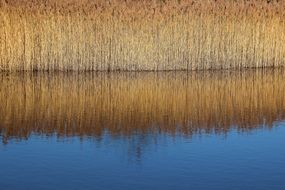 reed light grass nature landscape