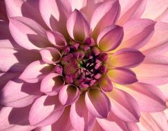 dahlia flower purple blossom bloom