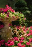 nature garden with flowers blossoming
