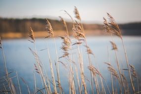 dried grass by a lake lake