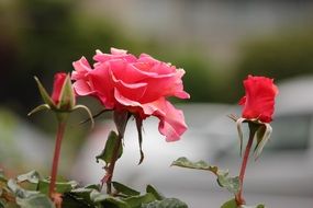 rose pink leaves branch background