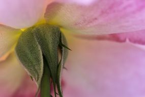 flower wallpaper garden nature