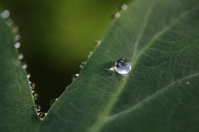 photo of dew on the leaves of plants